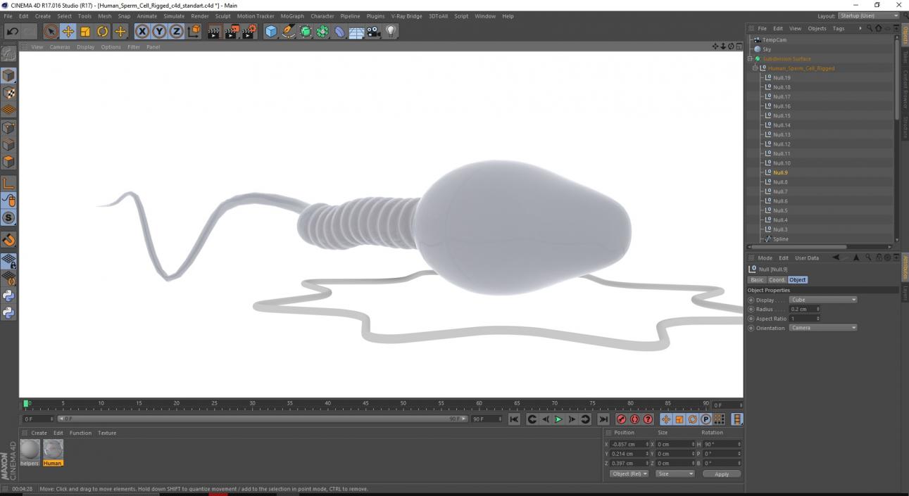 Human Sperm Cell Rigged for Cinema 4D 3D