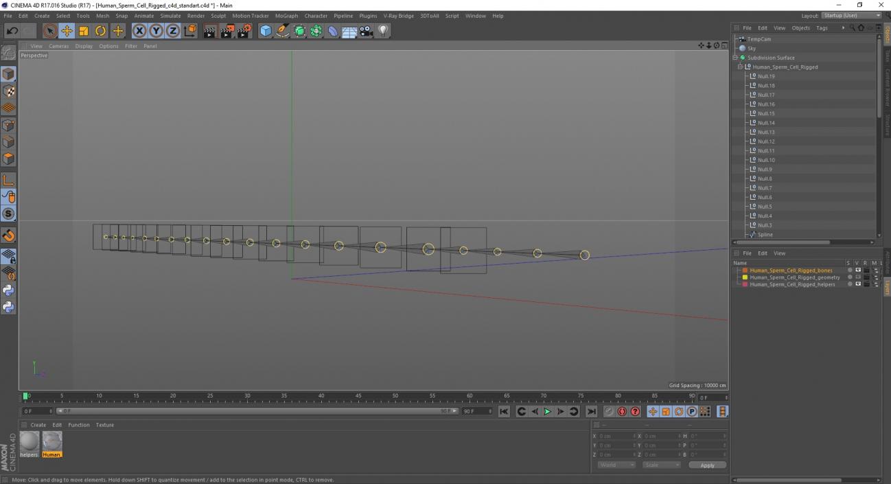 Human Sperm Cell Rigged for Cinema 4D 3D