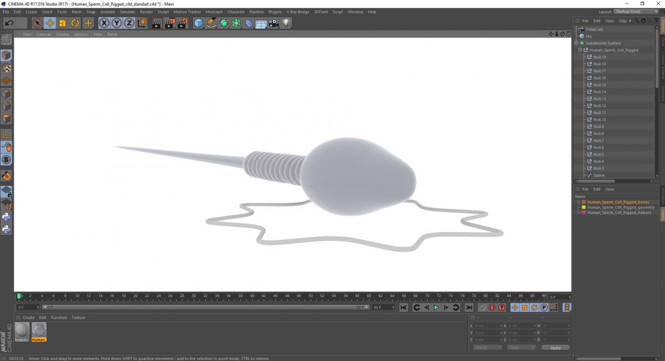 Human Sperm Cell Rigged for Cinema 4D 3D