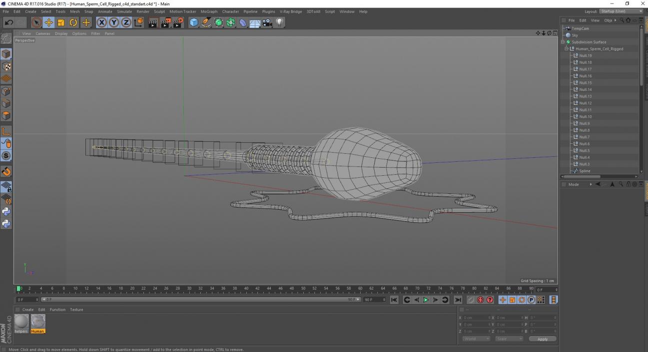 Human Sperm Cell Rigged for Cinema 4D 3D