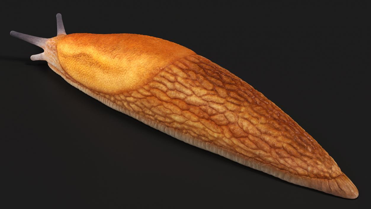 3D Dusky Arion Slug