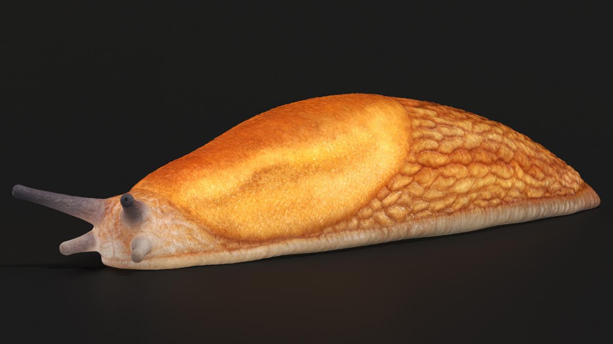 3D Dusky Arion Slug