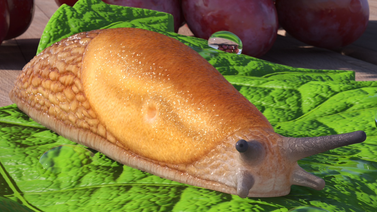 3D Dusky Arion Slug