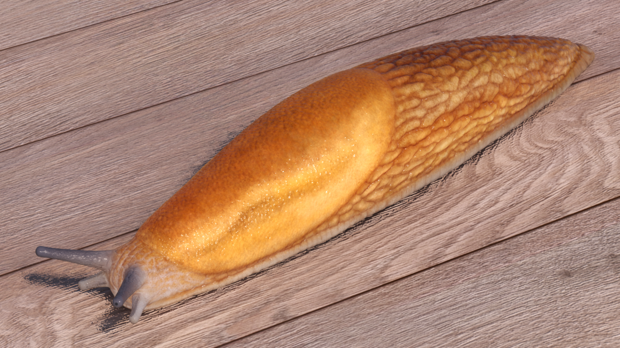 3D Dusky Arion Slug