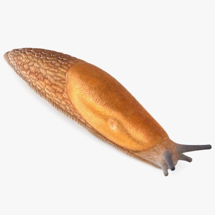 3D Dusky Arion Slug