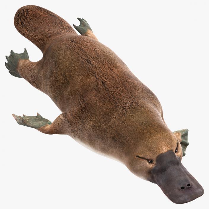 Platypus Swimming Pose 3D