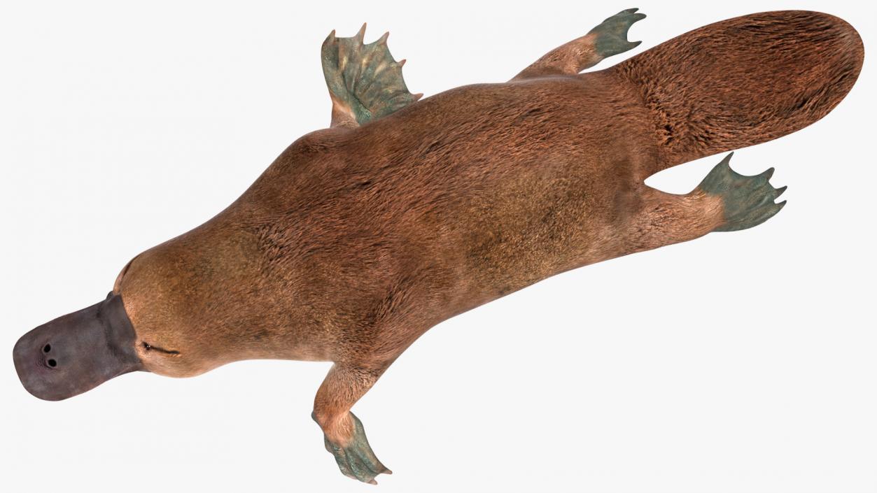 Platypus Swimming Pose 3D