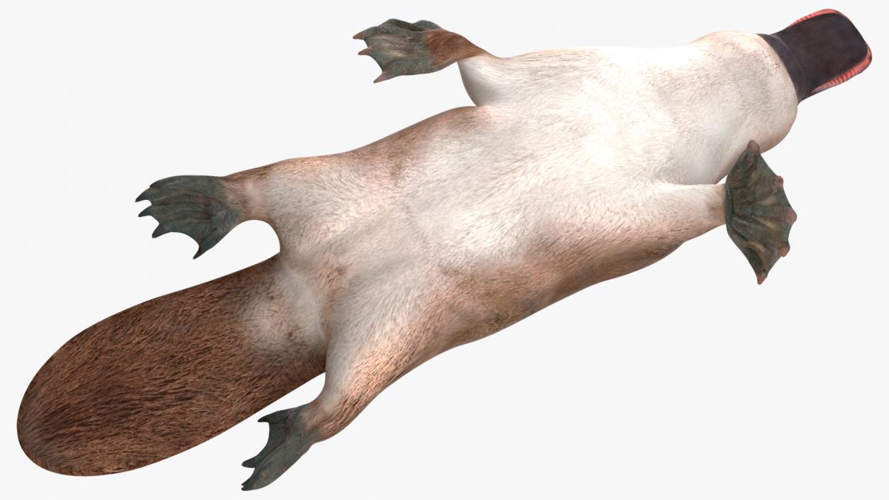 Platypus Swimming Pose 3D