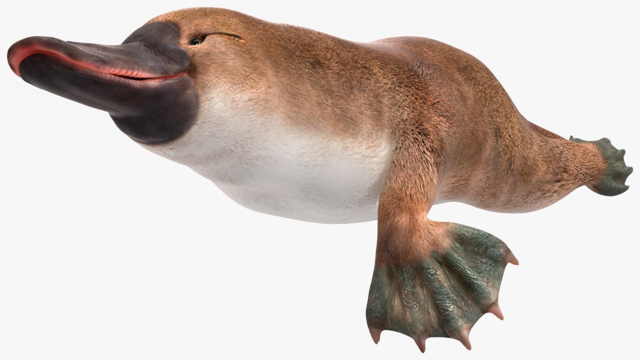 Platypus Swimming Pose 3D