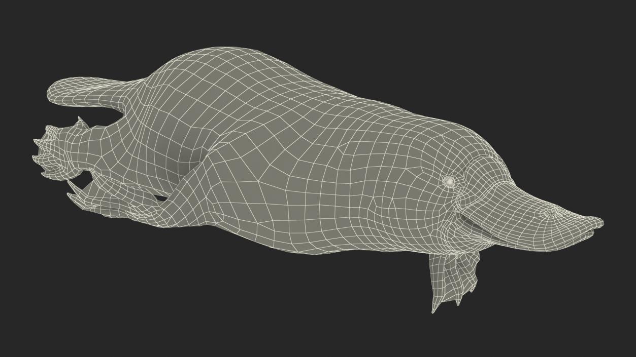 Platypus Swimming Pose 3D