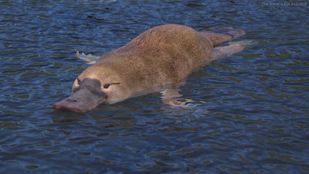 Platypus Swimming Pose 3D