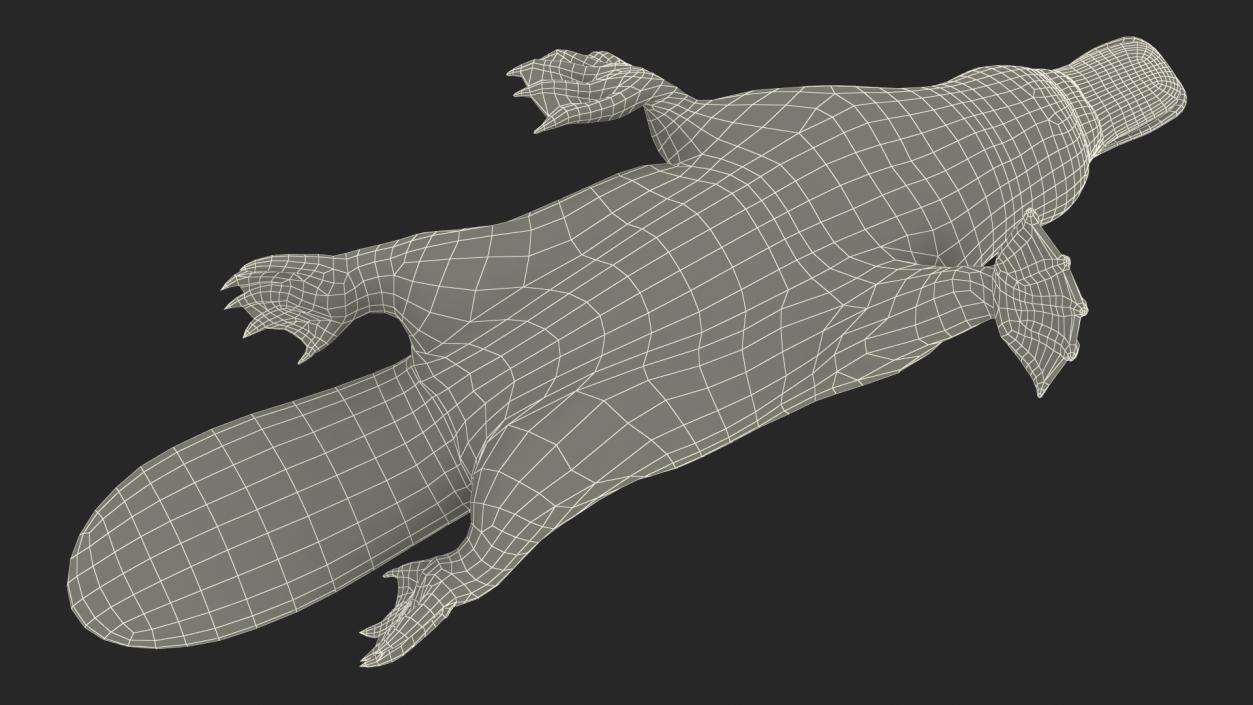 Platypus Swimming Pose 3D