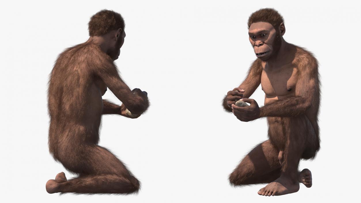 Homo Habilis in a Sitting Pose Fur 3D model