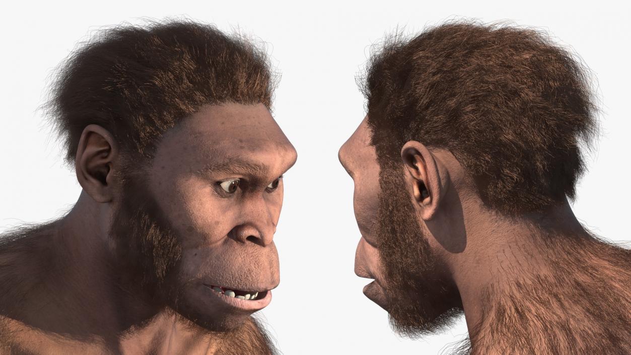 Homo Habilis in a Sitting Pose Fur 3D model