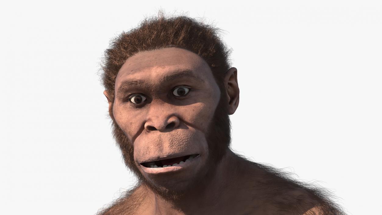 Homo Habilis in a Sitting Pose Fur 3D model