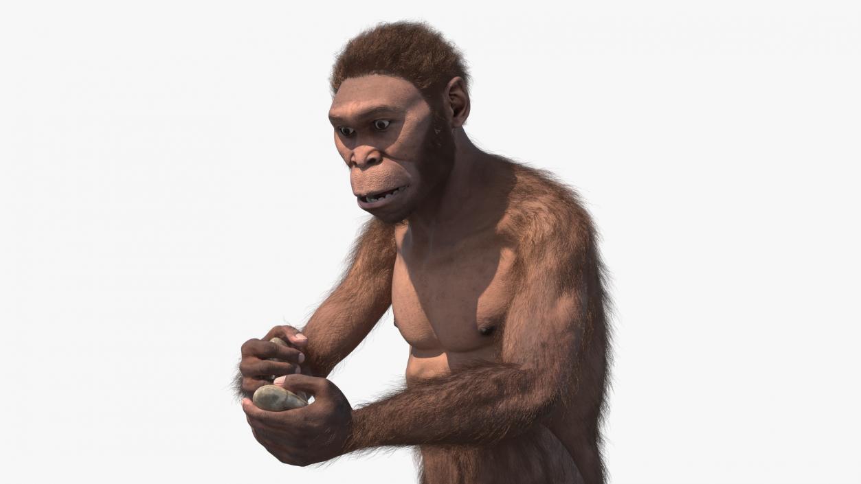 Homo Habilis in a Sitting Pose Fur 3D model