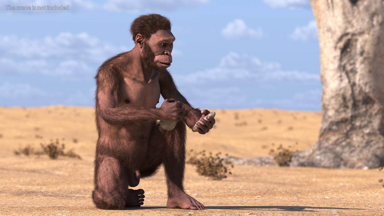 Homo Habilis in a Sitting Pose Fur 3D model