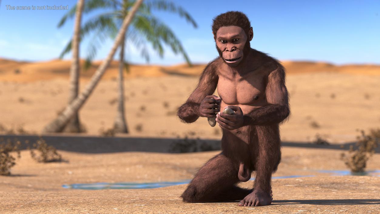 Homo Habilis in a Sitting Pose Fur 3D model