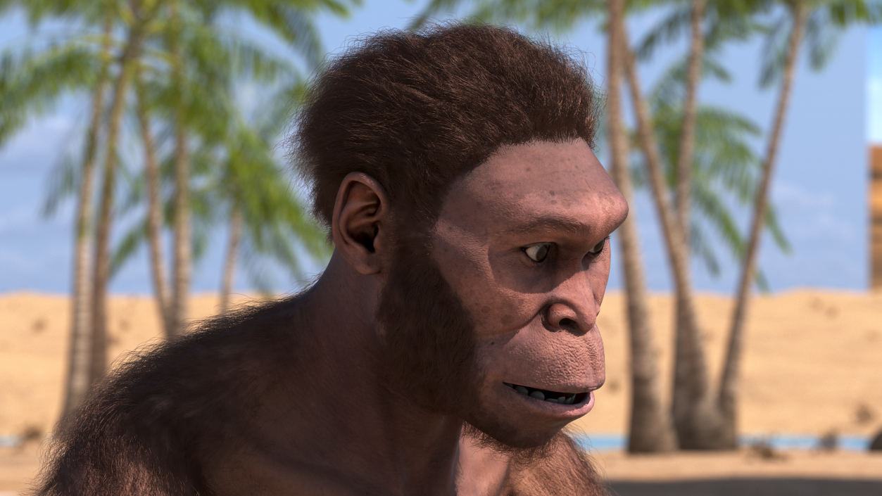 Homo Habilis in a Sitting Pose Fur 3D model