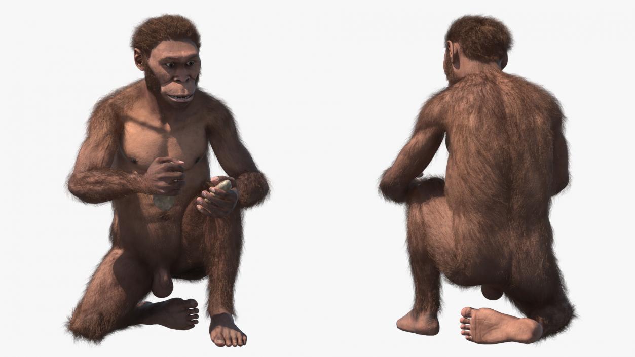 Homo Habilis in a Sitting Pose Fur 3D model