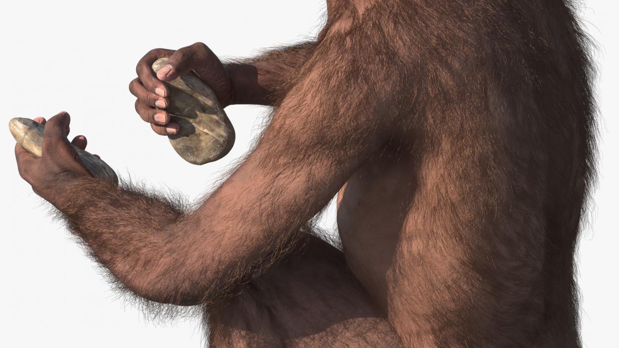 Homo Habilis in a Sitting Pose Fur 3D model