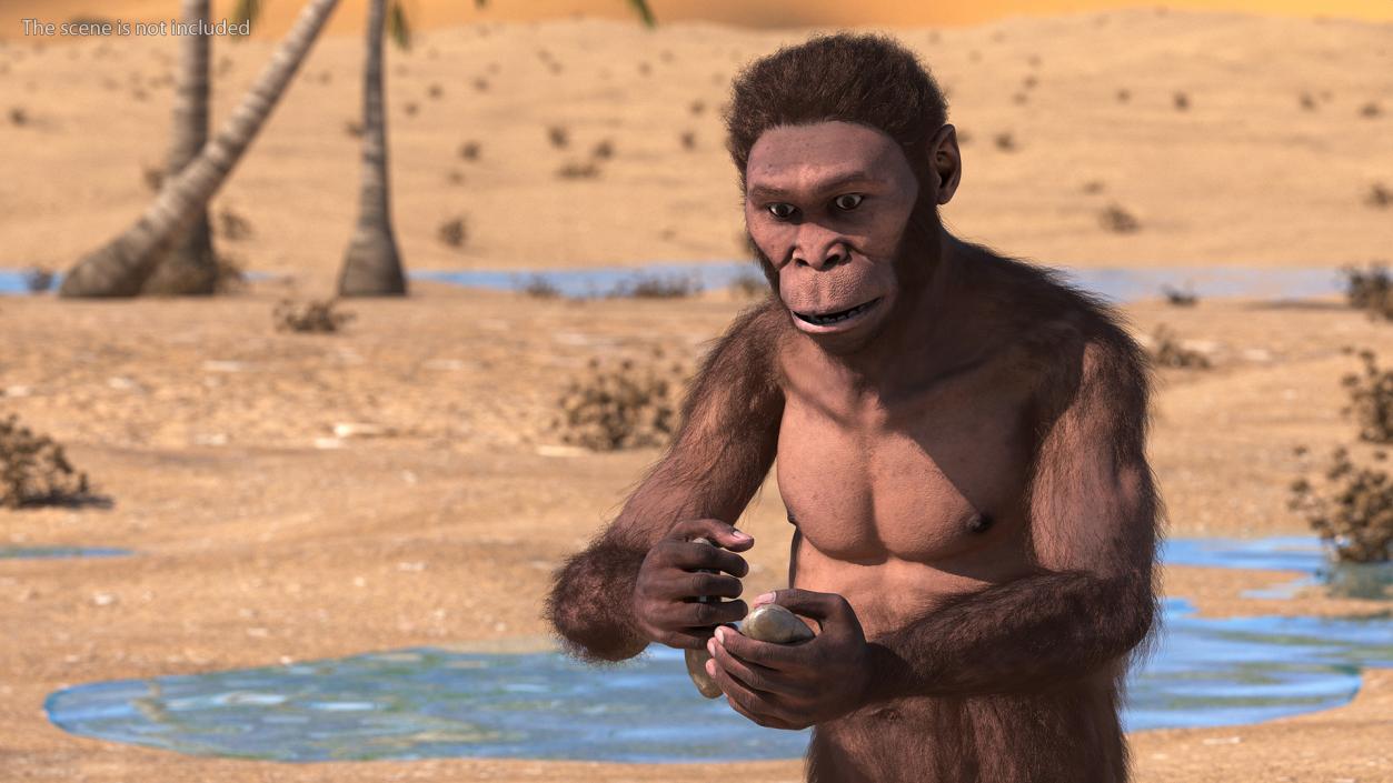 Homo Habilis in a Sitting Pose Fur 3D model