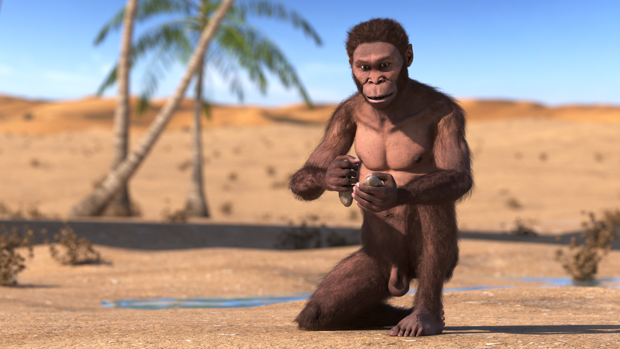 Homo Habilis in a Sitting Pose Fur 3D model