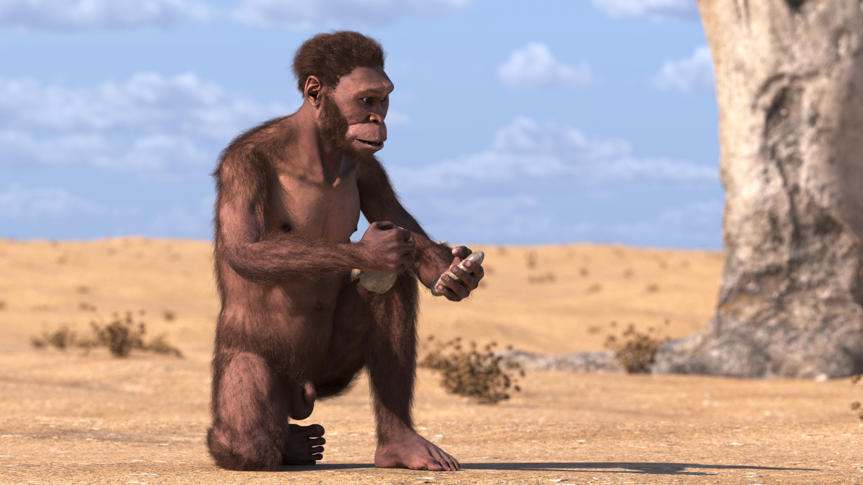 Homo Habilis in a Sitting Pose Fur 3D model