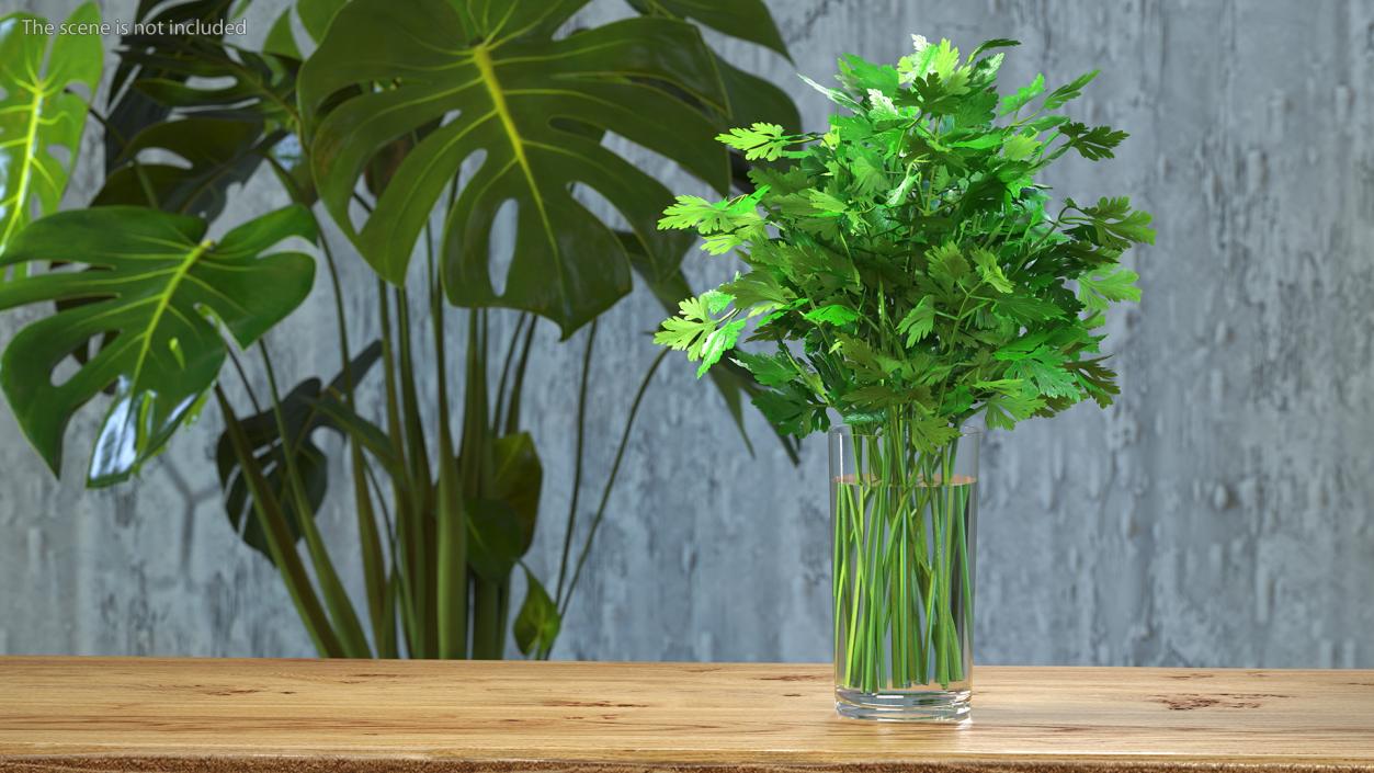 3D Fresh Bunch Parsley in Glass model