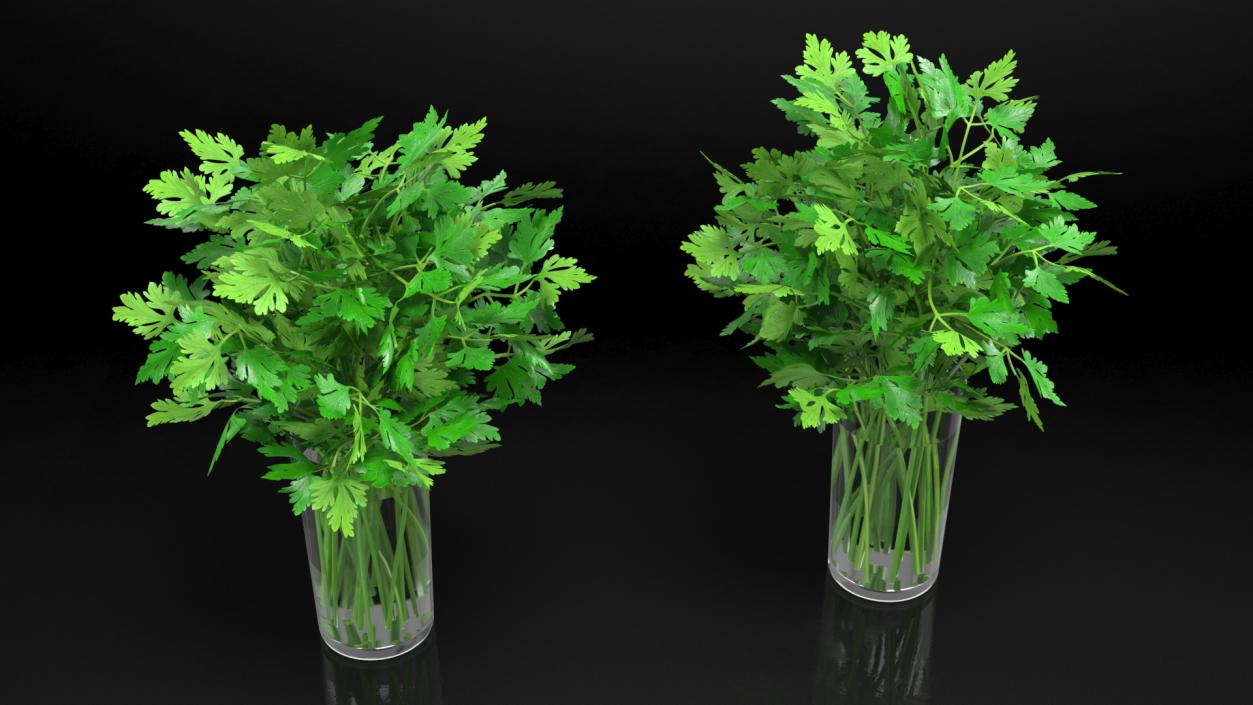 3D Fresh Bunch Parsley in Glass model