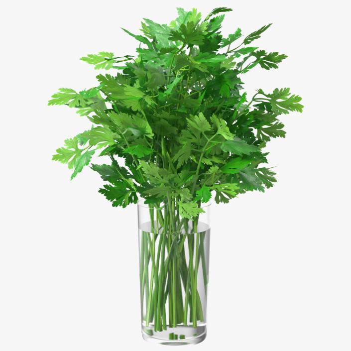 3D Fresh Bunch Parsley in Glass model