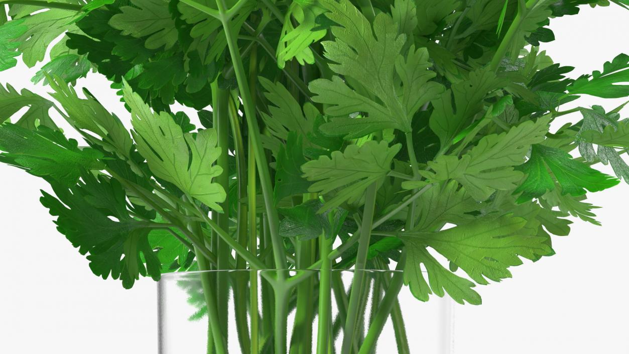 3D Fresh Bunch Parsley in Glass model