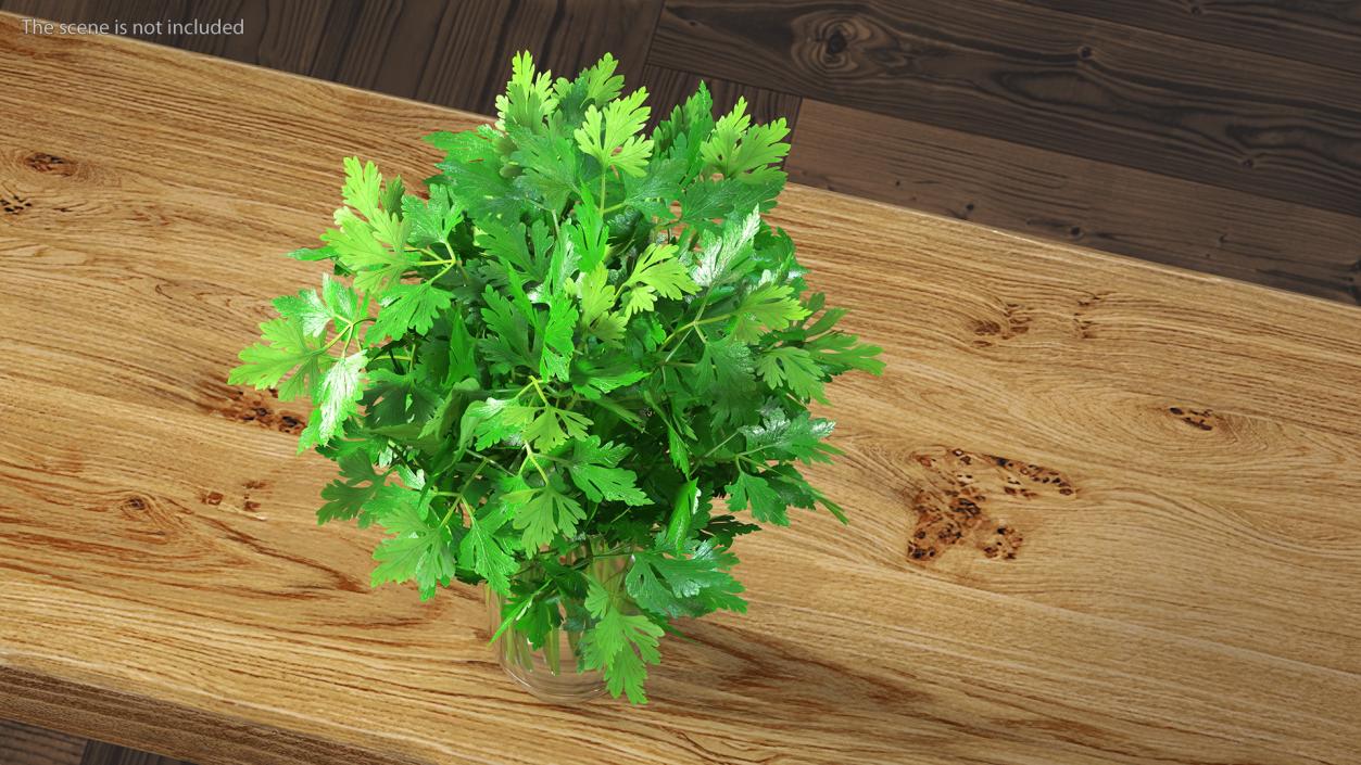 3D Fresh Bunch Parsley in Glass model