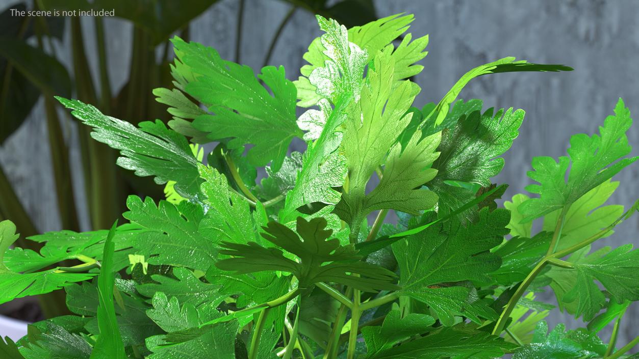 3D Fresh Bunch Parsley in Glass model