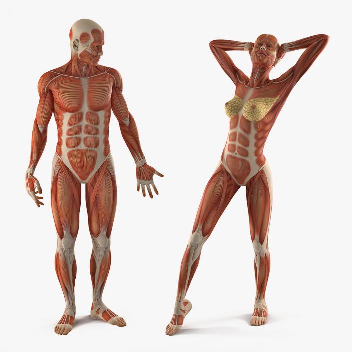 Male and Female Muscular System Anatomy Rigged Collection 3D