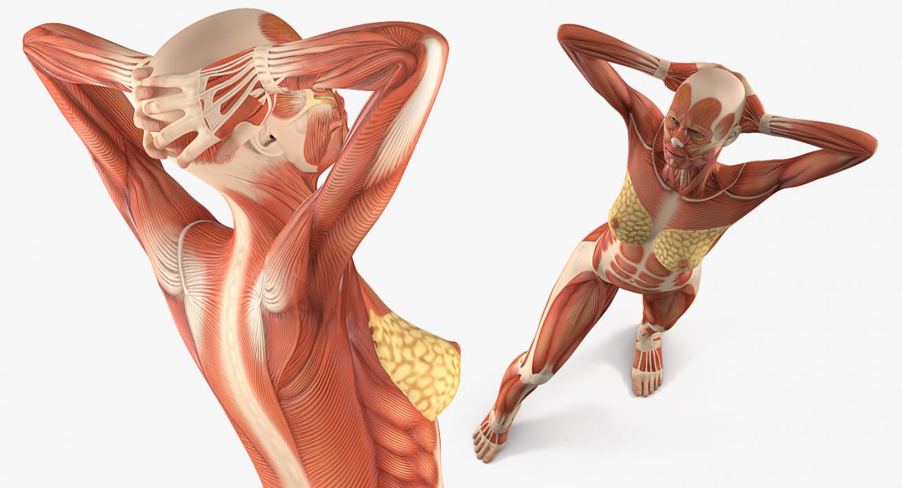 Male and Female Muscular System Anatomy Rigged Collection 3D