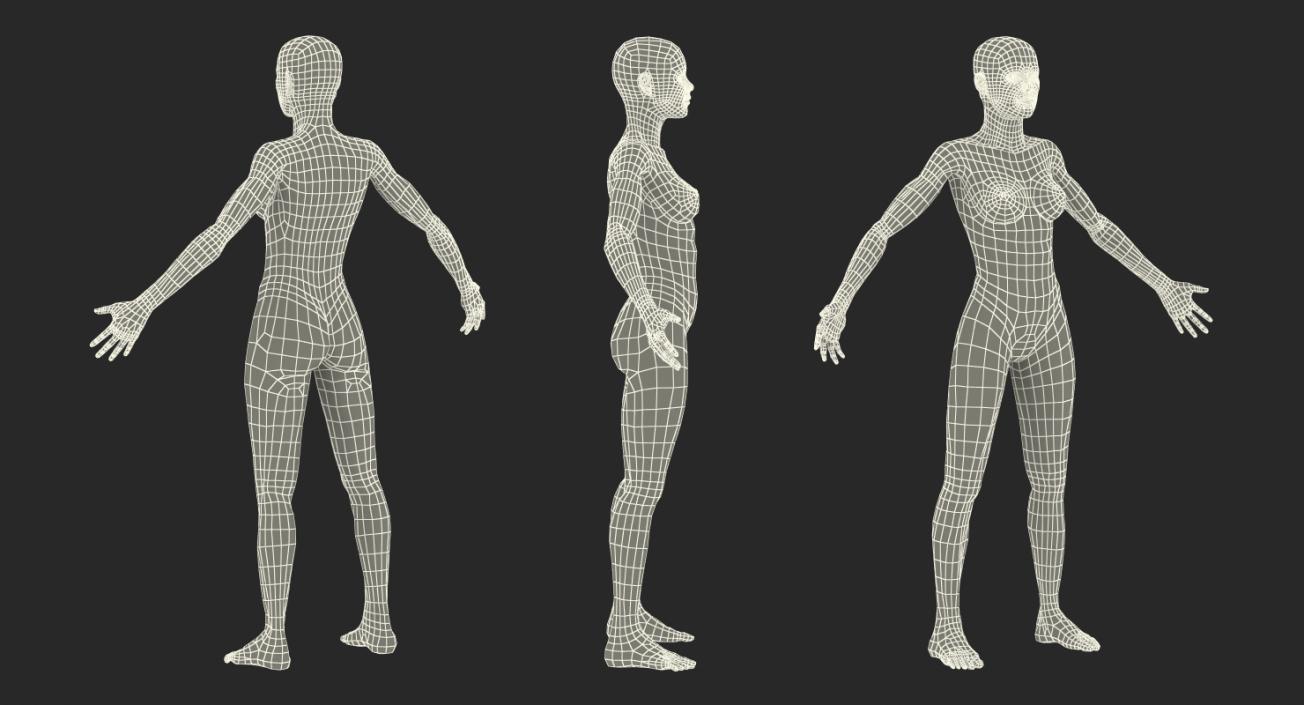 Male and Female Muscular System Anatomy Rigged Collection 3D