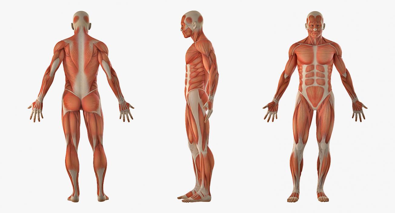 Male and Female Muscular System Anatomy Rigged Collection 3D