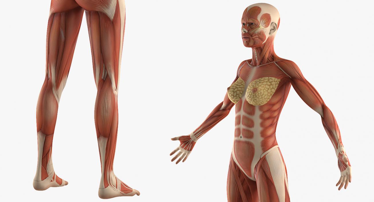 Male and Female Muscular System Anatomy Rigged Collection 3D