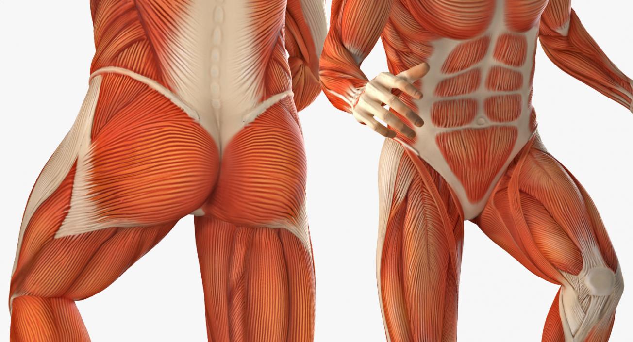 Male and Female Muscular System Anatomy Rigged Collection 3D