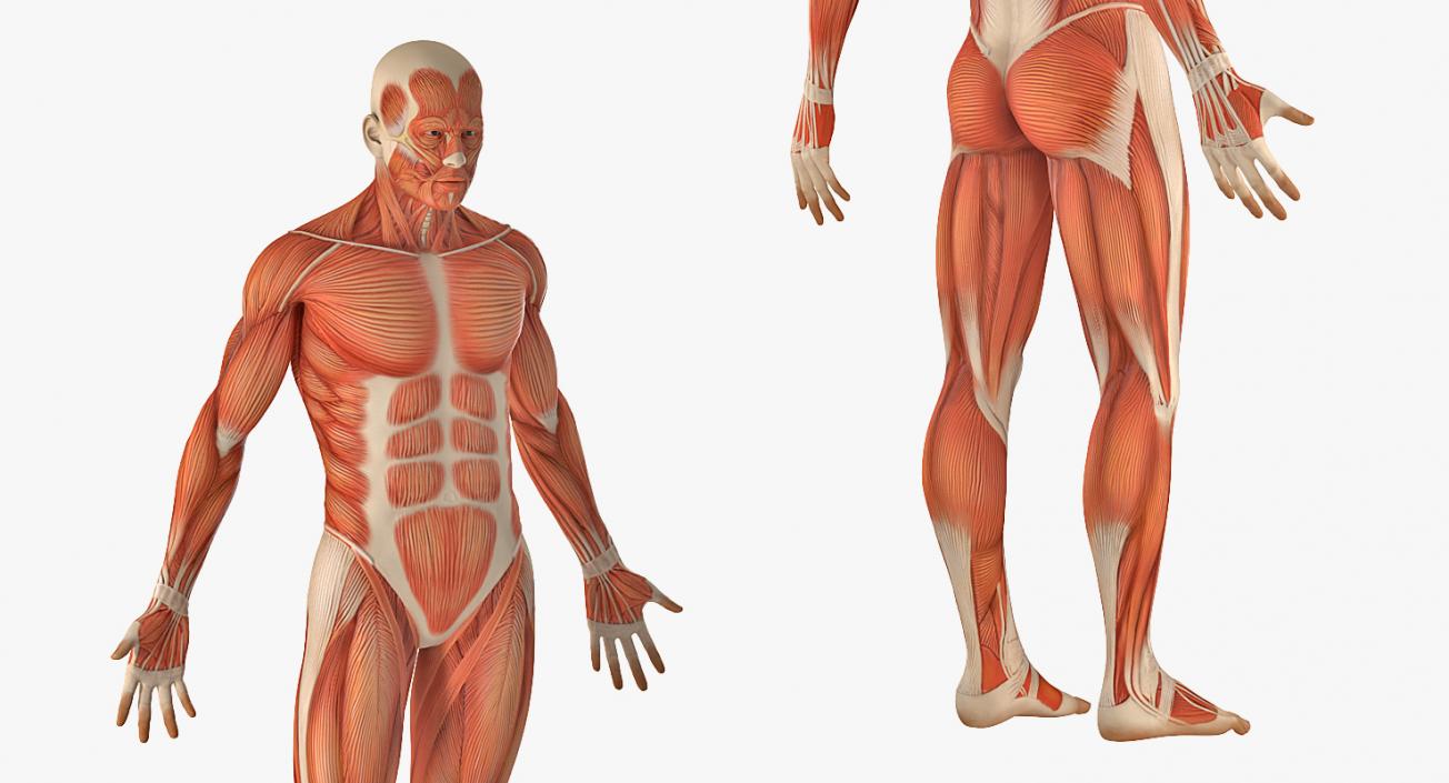 Male and Female Muscular System Anatomy Rigged Collection 3D