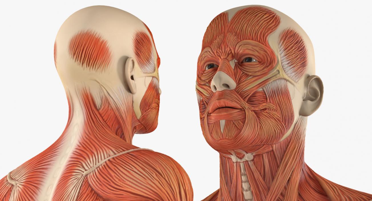 Male and Female Muscular System Anatomy Rigged Collection 3D