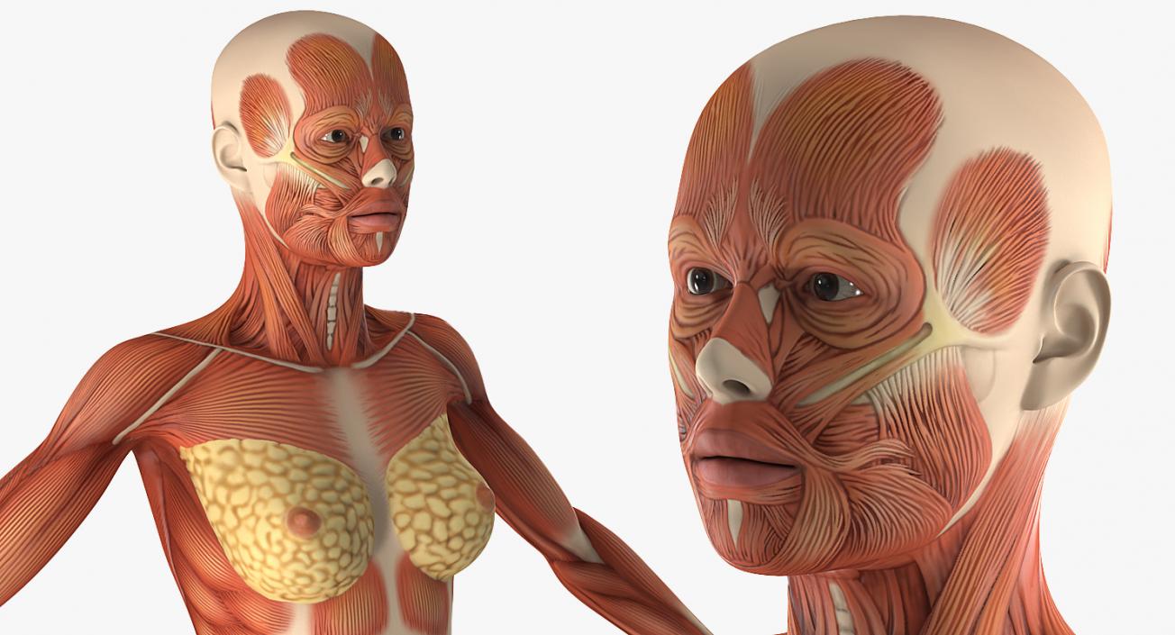 Male and Female Muscular System Anatomy Rigged Collection 3D