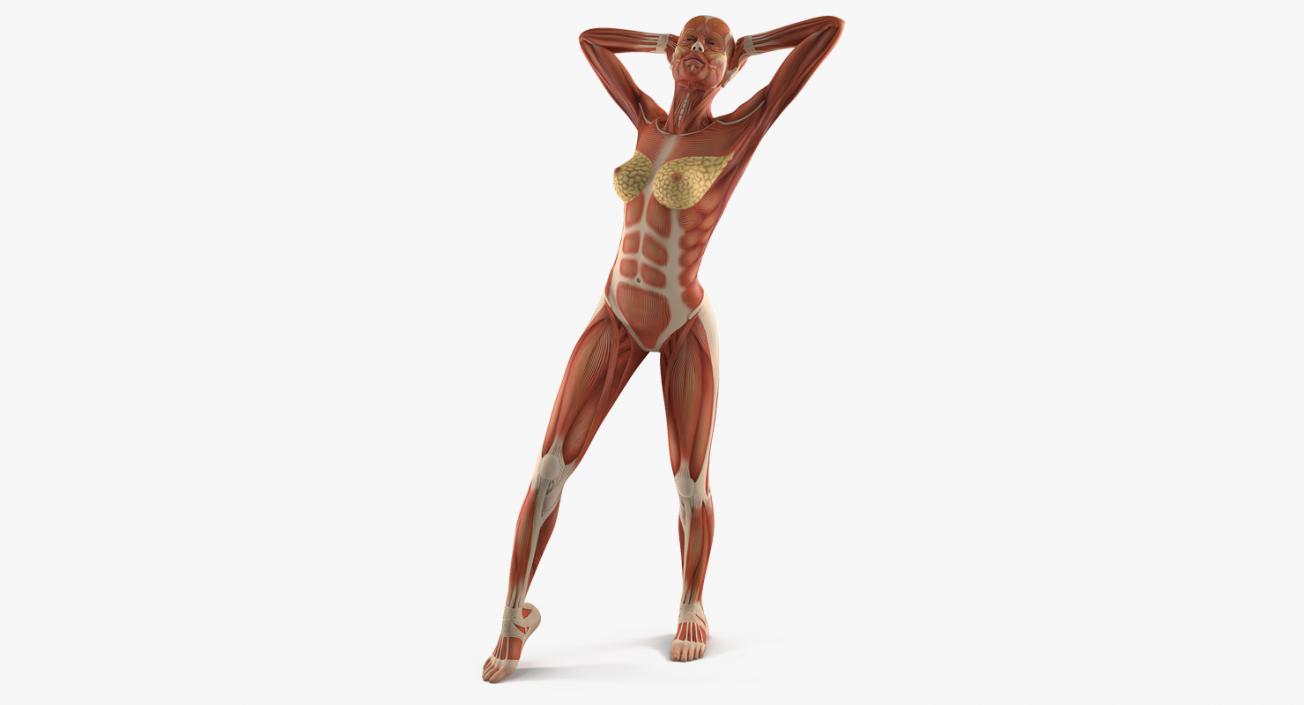 Male and Female Muscular System Anatomy Rigged Collection 3D