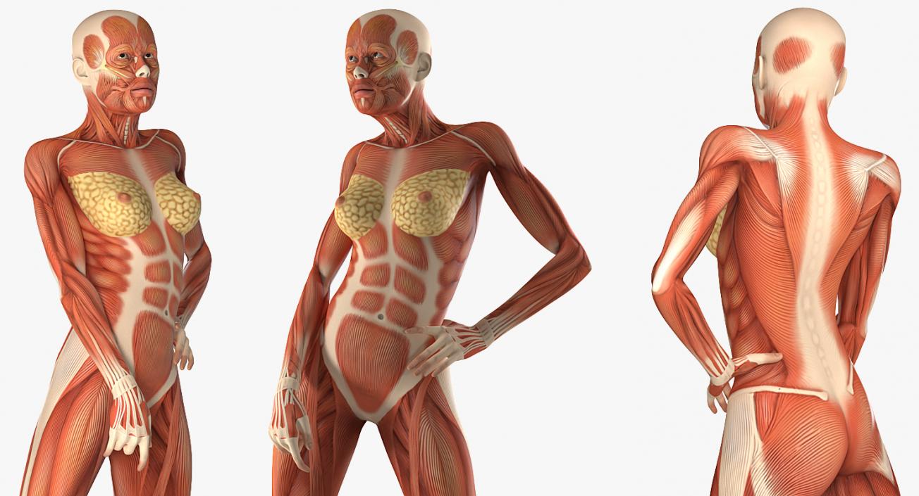 Male and Female Muscular System Anatomy Rigged Collection 3D