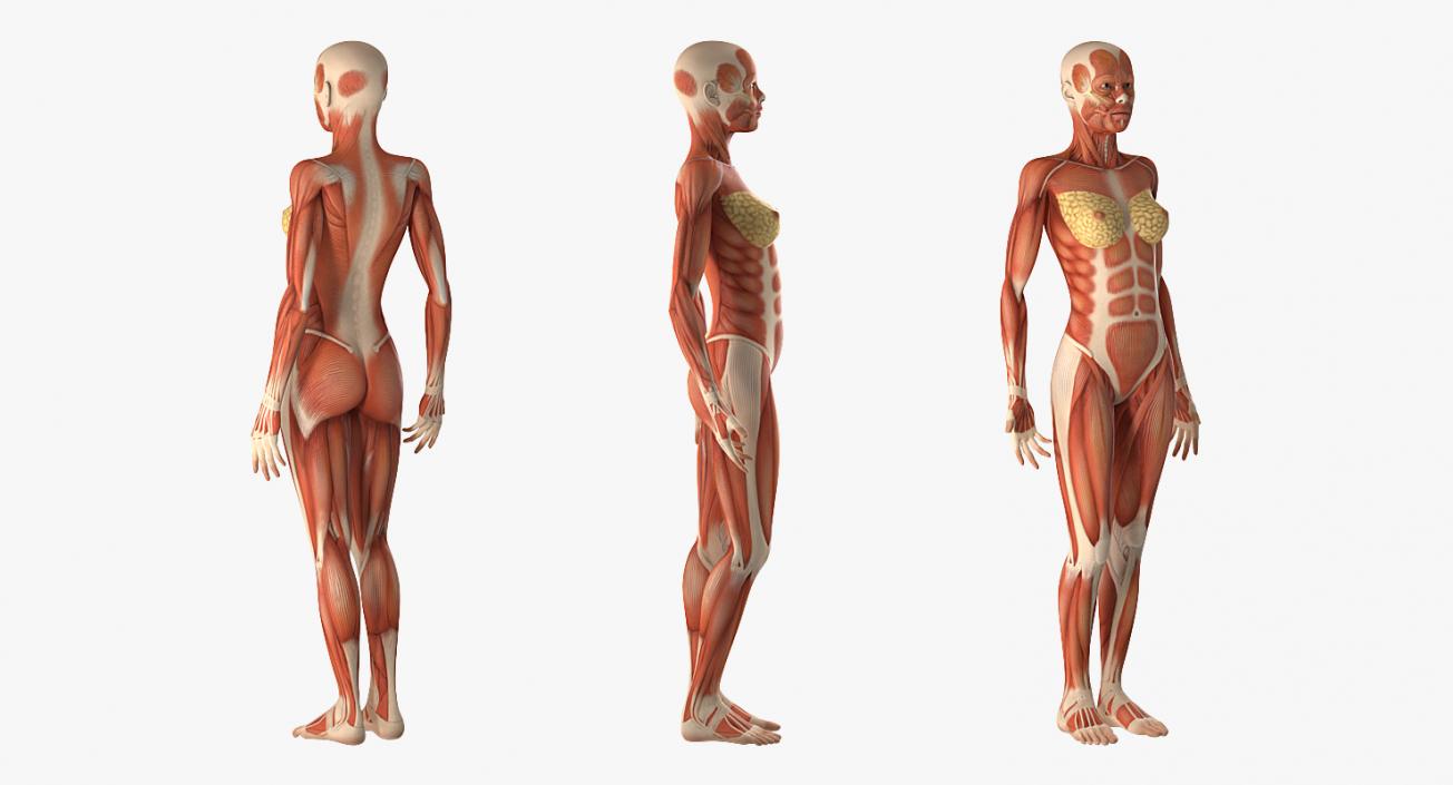 Male and Female Muscular System Anatomy Rigged Collection 3D