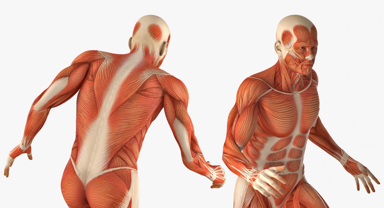 Male and Female Muscular System Anatomy Rigged Collection 3D