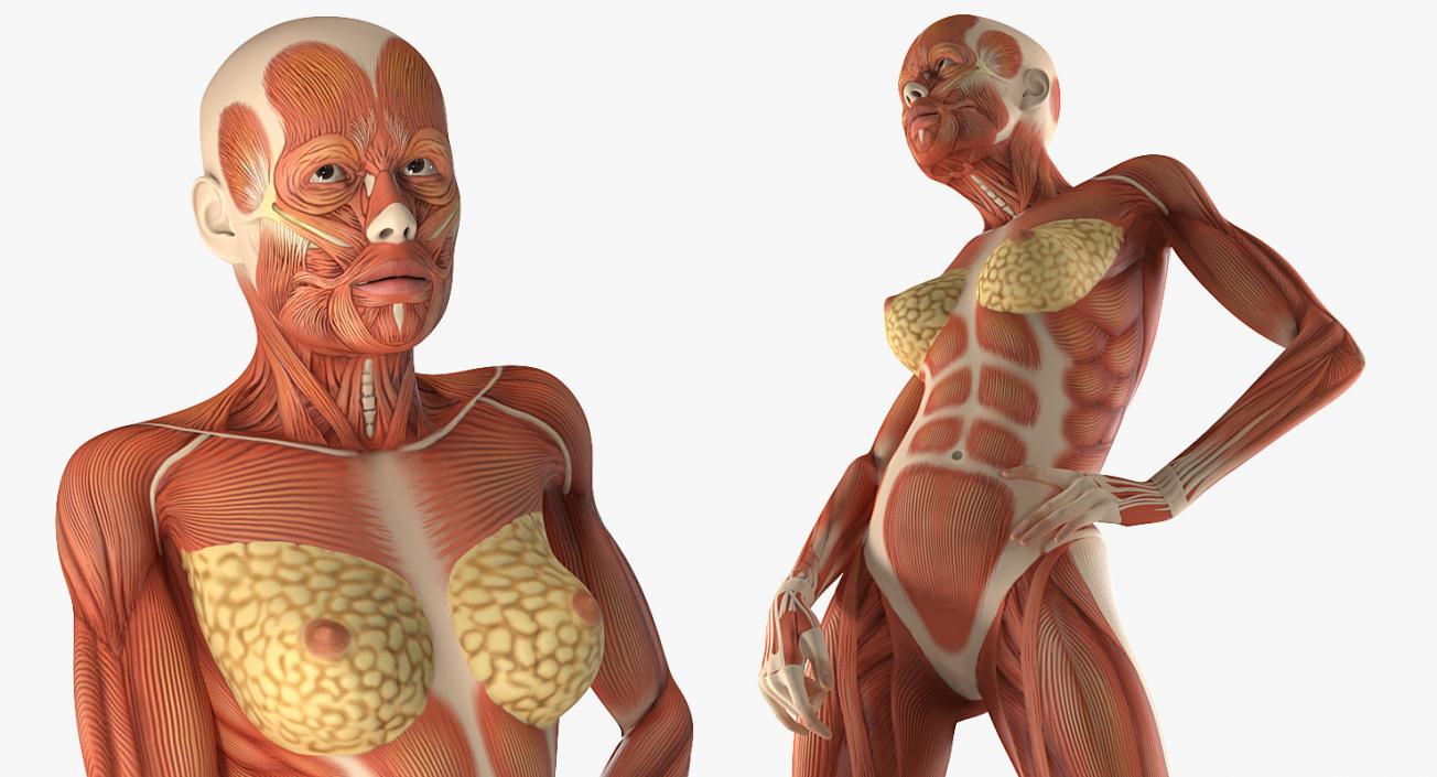 Male and Female Muscular System Anatomy Rigged Collection 3D