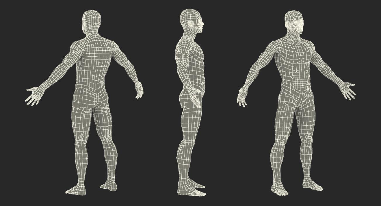 Male and Female Muscular System Anatomy Rigged Collection 3D