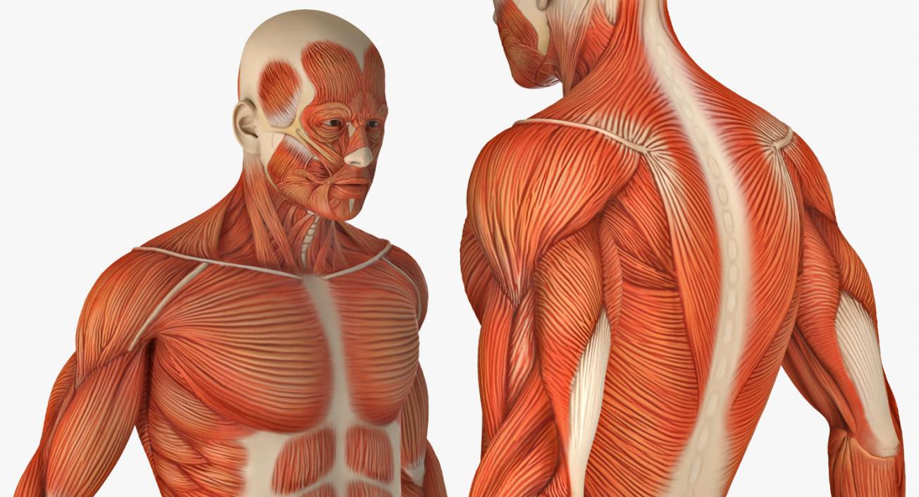 Male and Female Muscular System Anatomy Rigged Collection 3D